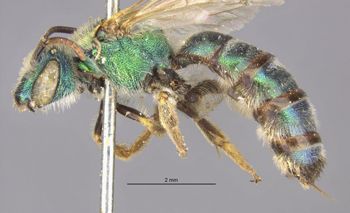 Media type: image;   Entomology 548 Aspect: habitus lateral view